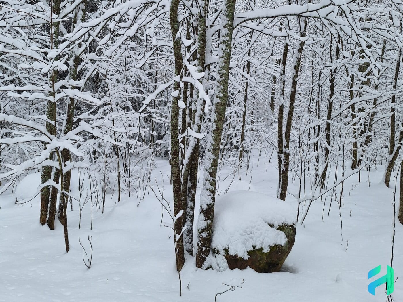 Rock, trees and snow in Helsinki